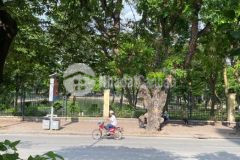 Bán nhà lê duẩn, mặt phố kinh doanh, view công viên, sổ vuông đét