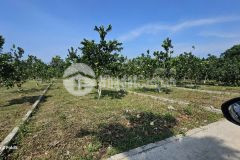 Giá đầu tư 350tr có 150m tại bảo hiệu, yên thuỷ, hoà bình