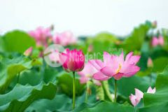 Giá đầu tư 42tr, 155m tại mặt đường dt402 minh tân, kiến thuỵ, hải phòng