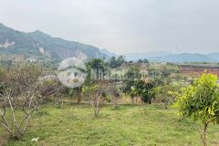 Chỉ 2.x tỷ sở hữu mảnh đất 710m2 ở mộc châu sẵn sổ