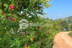 Cần tiền bán gấp lô đất tại hua păng, mộc châu rộng 2000m2 giá rẻ