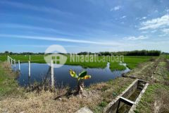 Chính chủ bán đất 1155m2 tại xã phước hiệp huyện củ chi