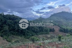 Chính chủ bán nhanh 8000m2 đất tại trung tâm mộc châu