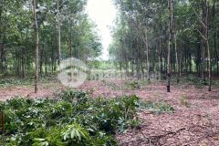 Vườn cao su diện tích lớn có sẵn thổ cư giá siêu ngộp tại bình dương