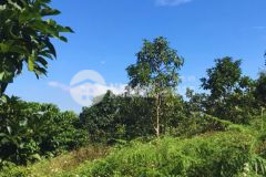 Bán đất sào đường âu cơ, tân lạc, bảo lâm, lâm đồng