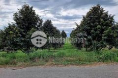 Chủ ngộp bank cần bán lô đất vườn sẵn cây trồng giá siêu ngộp