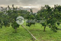 Đặc biệt siêu phẩm hàng tại khu công nghiệp cao bảo hiệu giá siêu rẻ chỉ 2xxtr 1 lô.