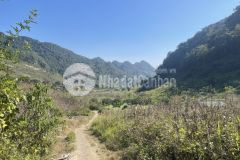 Cần tiền bán gấp lô đất 2600m2 tại nông trường mộc châu giá nhỉnh 1 tỷ