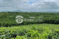 Bán đất sào cafe lộc thanh, bảo lộc, lâm đồng