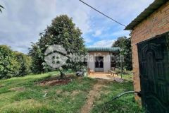 Bán đất vườn có sẵn cây sầu riêng tại minh thạnh dầu tiếng giá ngộp