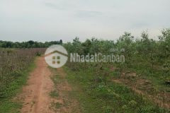 Bán 60 ha đất huyện bắc bình bình thuận, sổ riêng từng nền, giá chỉ 700tr10000m2. lh0901551567