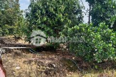 Madaguoil đạ huoai lâm đồng bán gấp đất hơn 1000 m2 nhỉnh 5 tỷ