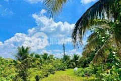 Đất vườn có sẵn vài chục cây sầu riêng diện tích lớn giá ngộp