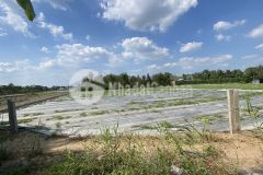 Nền đẹp 572m2, lộ 4m, gần đh nam cần thơ, mỹ khánh