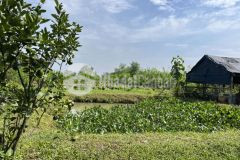 Đất ngộp cuối năm tại, dầu tiếng, bình dương, 700 triệu, 1185m2