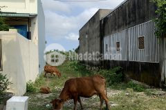 Lô đất kdc trường xuân, tam kỳ 120m2 1,2x tỷ