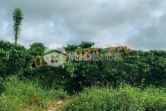 Bán đất sổ sẵn, có thổ cư tại thôn tứ quý, xã lộc an, bảo lâm, lâm đồng