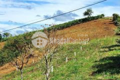 Bán đất nền thổ cư 2 lô liền kề hẻm lý thái tổ, đambri, bảo lộc, lâm đồng