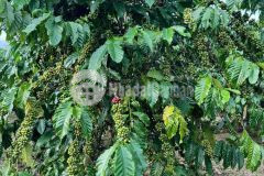 Hơn 2 sào đất cafe blaosire, đại lào, bảo lộc, lâm đồng chỉ 1ty6