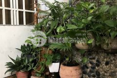 Nhà 1 phước bình dt 55m cấp 4 giá tốt, khu tiện ích