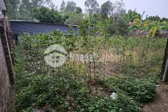 Bán đất 550m2 làm nhà vườn tại hữu thủ 2, kim long, tam dương, vĩnh phúc