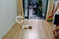 Gấp bán, hbg, nhà nhỏ xinh, lò gốm, quận 6, 3 tầng, 2pn, nở hậu đầy tài lộc, chỉ nhỉnh 2 tỷ xíu