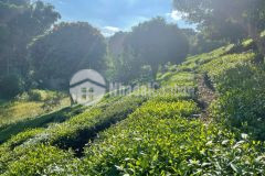 Bán đất 1,2ha tại ttnt mộc châu view đồi chè xanh, tiềm năng, cực hiếm