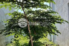 Bán đất thủ đức 71m2 giá 3,8 tỷ tl