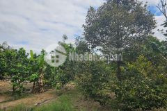 Bán đất khánh nam tặng vườn cây trái sát bên trung tâm hành chính huyện