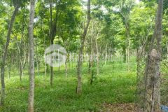 Bán 4,2 sào đất ngay điểm du lịch sơn long field bình phước, shr 5.2 tỷ. lh0988408212