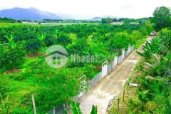 Bán vườn bưởi sông cầu quy hoạch full thổ cư gần tỉnh lộ 2