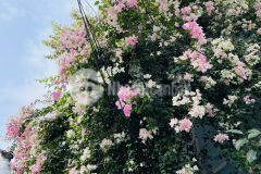 An cư trọn vẹn, tiện ích đủ đầy nhà 4pn, 56m² tại lê văn việt, hiệp phú chỉ 5,5 tỷ