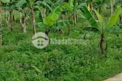 Cần bán lô đất nền 193m2 thôn phú thượng xã hoà sơn.huyện hoà vang.đà nẵng