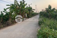 Đầu tư về bờ ace ơi, ngõ to cự lộc long biên. dt 120m2 mặt tiền 6,5m. đất mặt ngõ 2 ô