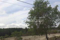 Bán đất mặt tiền lý nhơn, an thới đông, cần giờ 11,8 x 75, giá 3,6 tỷ.