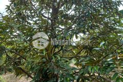 Chính chủ bán đất cln diện tích 902.7m2 tại xã tam bình, huyện cai lậy