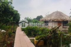 Mặt đê đoài diện tích rộng giá rẻ đầu tư giữ tiền kinh doanh fram homestay huyện đan phượng