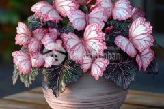 Nền đẹp duy nhất 81m2 nền b8 kdc hưng phú