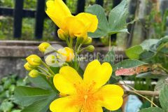 Cg. nền đẹp 150m2 full thổ cư kdc hưng phú lộ giới 14m h. tây bắc