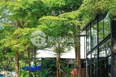 Cho thuê mb nguyên căn nguyễn hữu thọ ngang 30m vị trí siêu đẹp