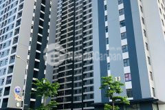 Cc blue star trâu quỳ tầng đẹp hướng mát