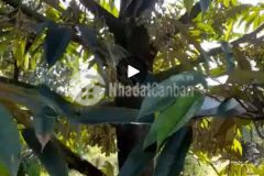 Bán đất cln 902.7m² tại xã tam bình, cai lậy cơ hội đầu tư sinh lời cao