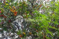 Kẹt tiền cần bán gấp mảnh đất vườn long khánh 1500m2 giá ngộp