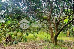 Bán vườn cây ăn quả diên thọ cạnh bên tỉnh lộ 2 quy hoạch thổ cư tại diên thọ, sát sông cái.