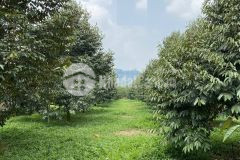 8.4 héc ta sầu riêng đã vào thu hoạch lâm đồng giáp đồng nai 24.5tỷ.