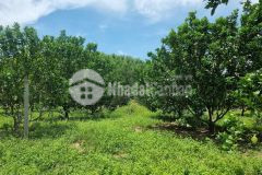 Bán vườn bưởi khánh trung giá rẻ đường bê tông thông thoáng gần tỉnh lộ 8b