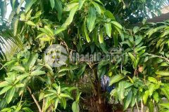 Nhà vườn xã trung lập thượng, củ chi tổng dt 1000m2 đất vườn giá 2,5 tỷ