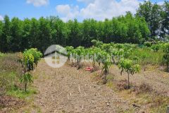 Bán vườn xoài diên xuân cạnh bên nhà thờ đất sét cách chợ 900m