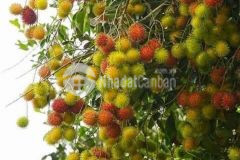 Cơ hội đầu tư đất vườn cuối năm tại dầu giây giá chỉ 900 triệusào