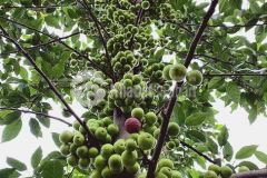 Siêu phẩm đất thổ cư giá 575tr tại gia tân 3 thống nhất đồng nai